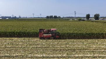 山东东营：农民驾驶联合收割机收割玉米