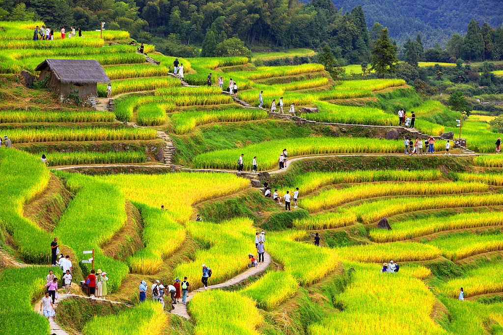 浙江丽水：云和梯田吸引游客参观