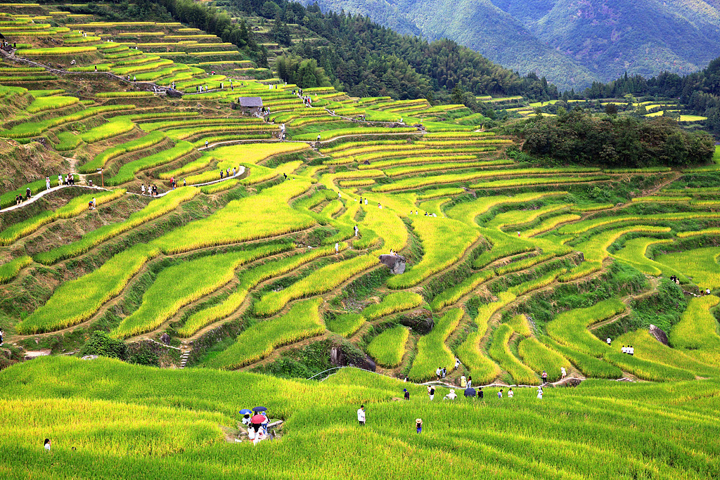 浙江丽水：云和梯田吸引游客参观