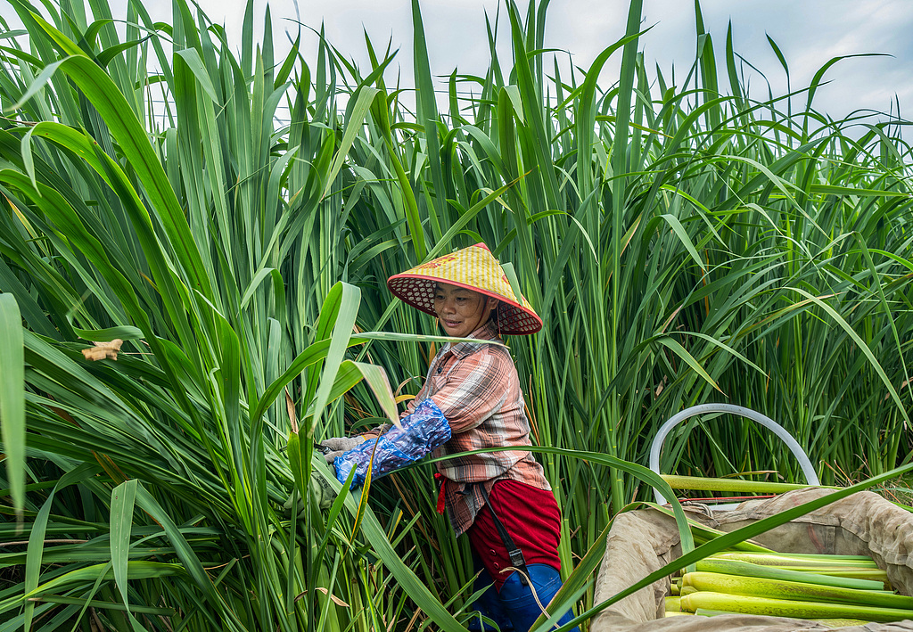 安徽马鞍山：农民在田间采收茭白