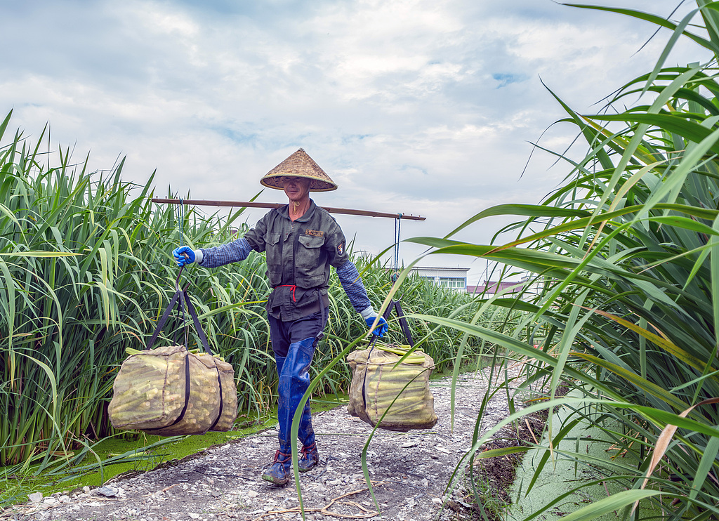 安徽马鞍山：农民在田间采收茭白