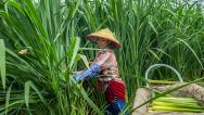 安徽马鞍山：农民在田间采收茭白