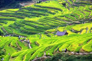 浙江丽水：云和梯田吸引游客参观