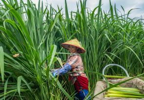 安徽马鞍山：农民在田间采收茭白