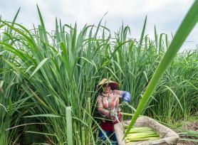 安徽马鞍山：农民在田间采收茭白