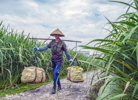 安徽马鞍山：农民在田间采收茭白