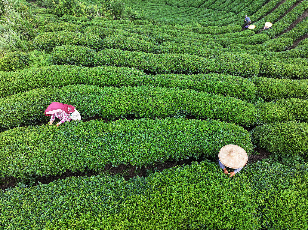 广西贺州：茶农在茶园采摘秋茶