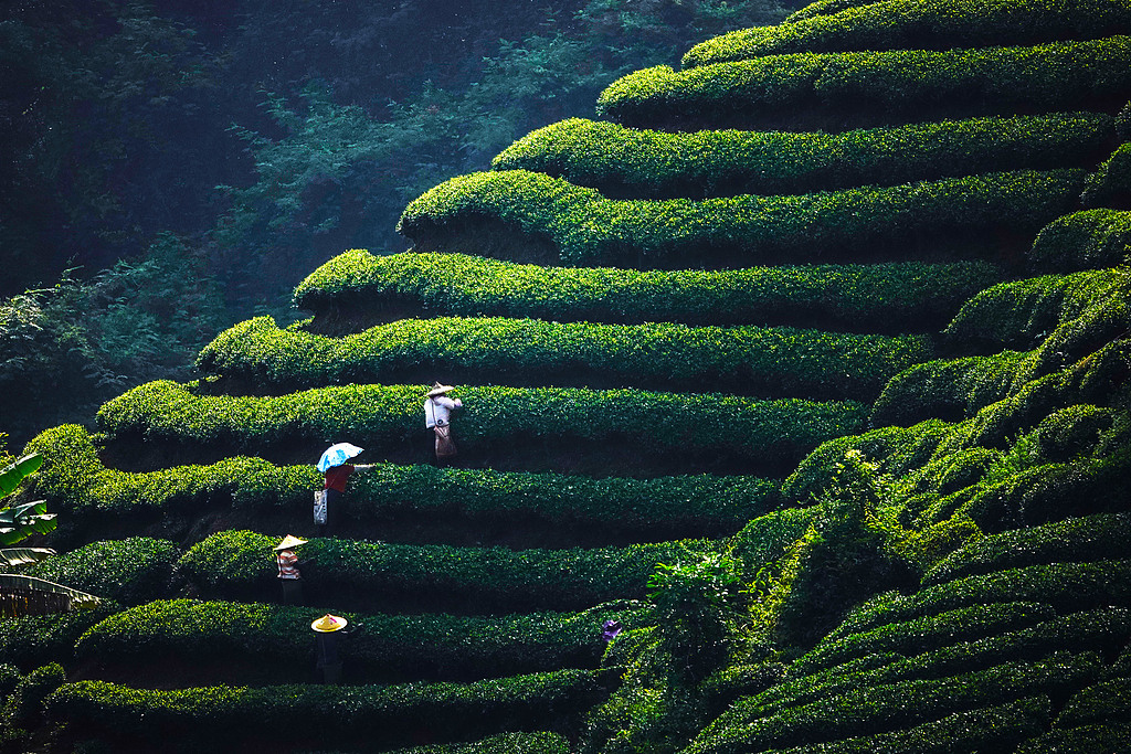 广西贺州：茶农在茶园采摘秋茶