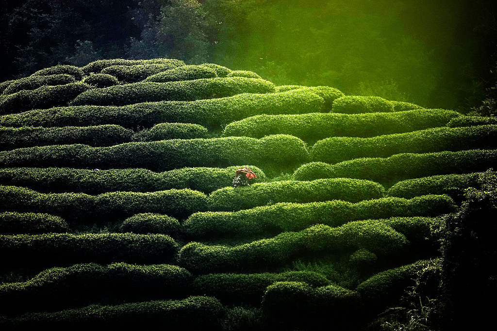 广西贺州：茶农在茶园采摘秋茶