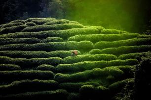 广西贺州：茶农在茶园采摘秋茶