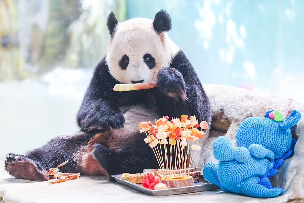 江苏南京：紫清湖大熊猫品中秋“大餐”