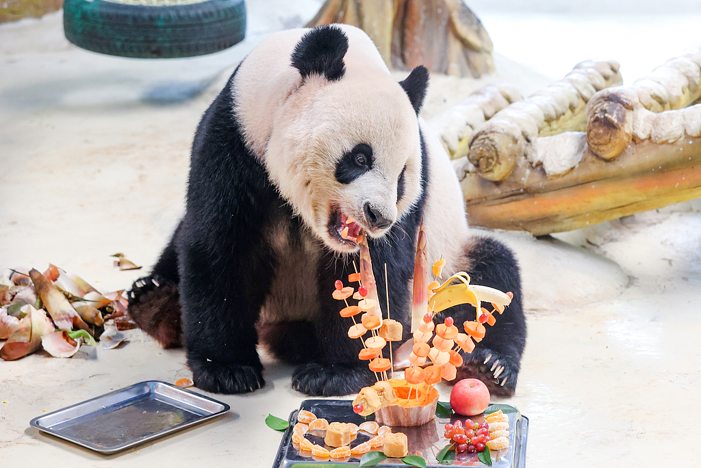 江苏南京：紫清湖大熊猫品中秋“大餐”