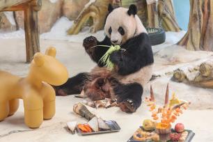 江苏南京：紫清湖大熊猫品中秋“大餐”