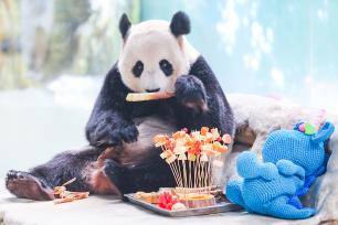 江苏南京：紫清湖大熊猫品中秋“大餐”