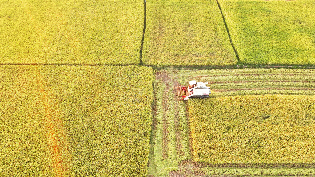 江西吉安：农民在高标准农田中收割晚稻