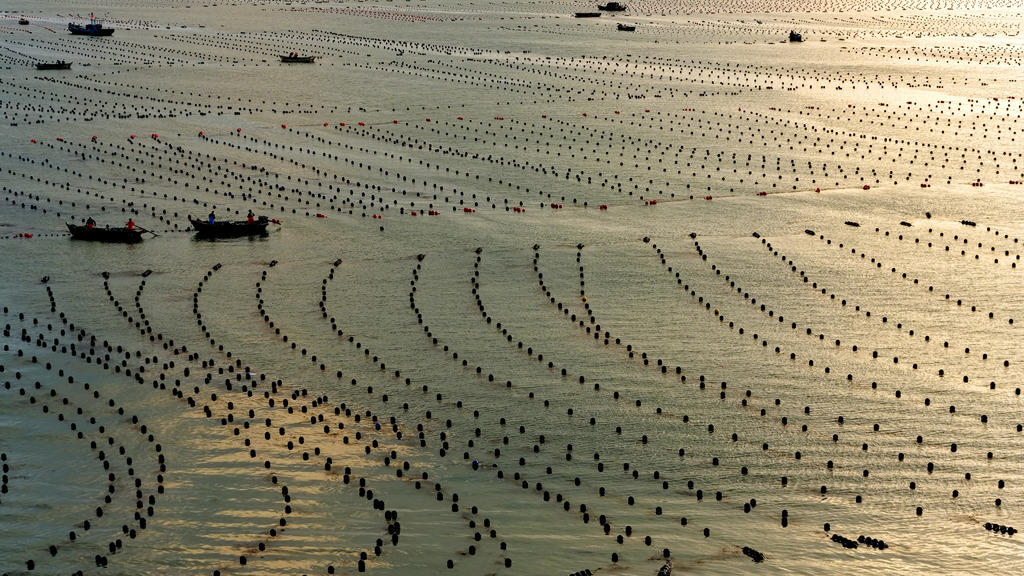 山东荣成：鲍鱼养殖工人披朝霞耕海牧渔