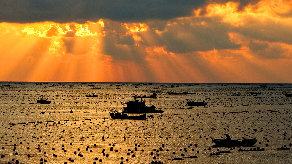 山东荣成：鲍鱼养殖工人披朝霞耕海牧渔