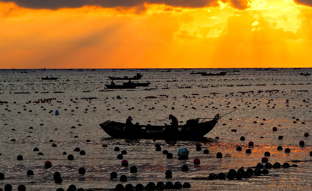 山东荣成：鲍鱼养殖工人披朝霞耕海牧渔