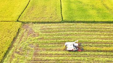江西吉安：农民在高标准农田中收割晚稻