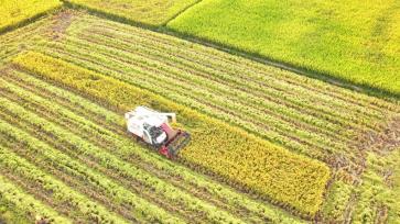 江西吉安：农民在高标准农田中收割晚稻