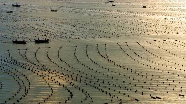 山东荣成：鲍鱼养殖工人披朝霞耕海牧渔