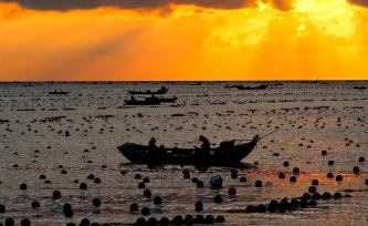 山东荣成：鲍鱼养殖工人披朝霞耕海牧渔