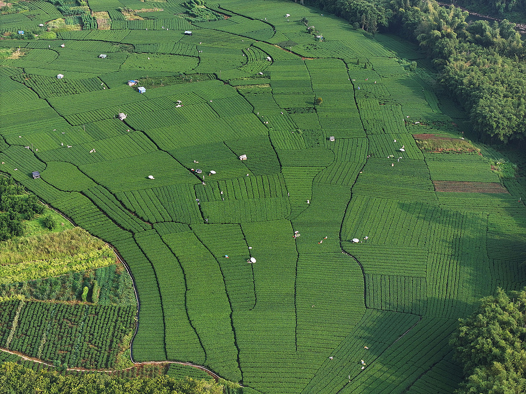 广西昭平：茶农采摘晚秋茶