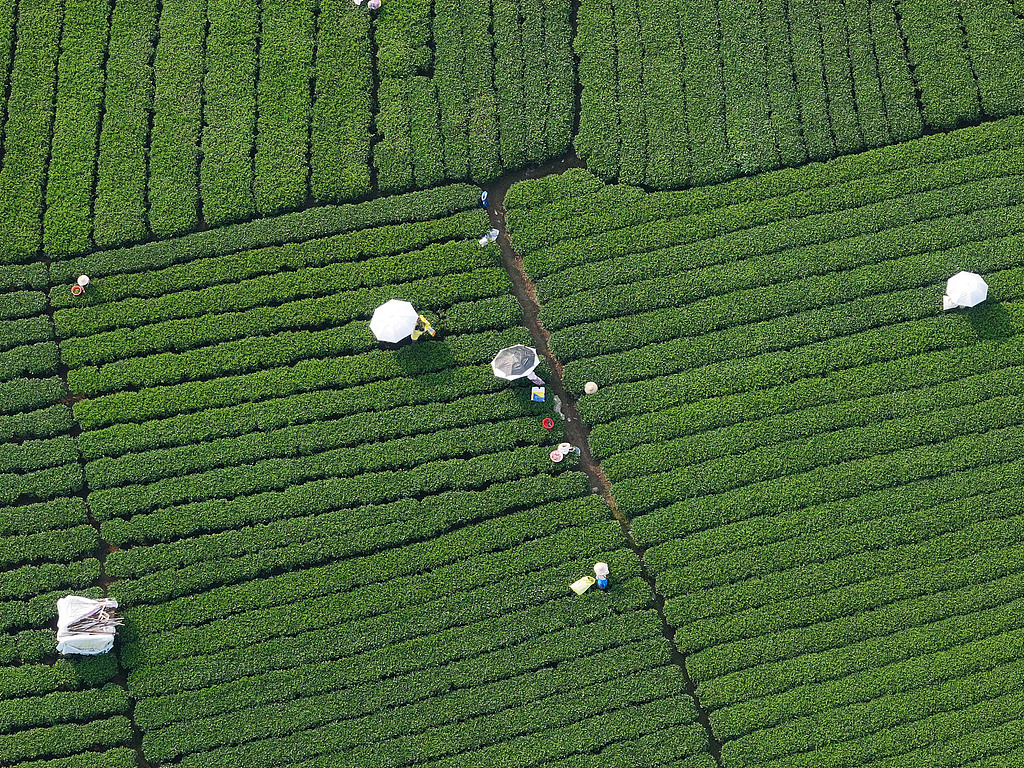 广西昭平：茶农采摘晚秋茶