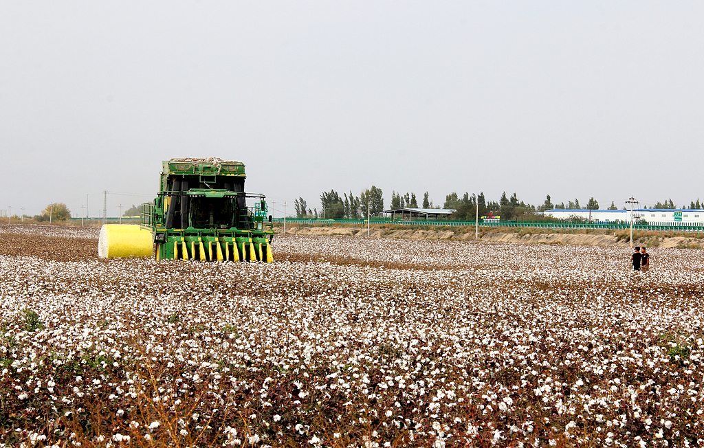 新疆沙湾：采棉机在棉田里作业