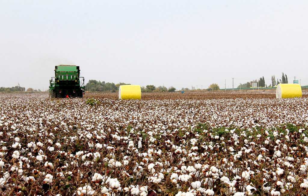 新疆沙湾：采棉机在棉田里作业