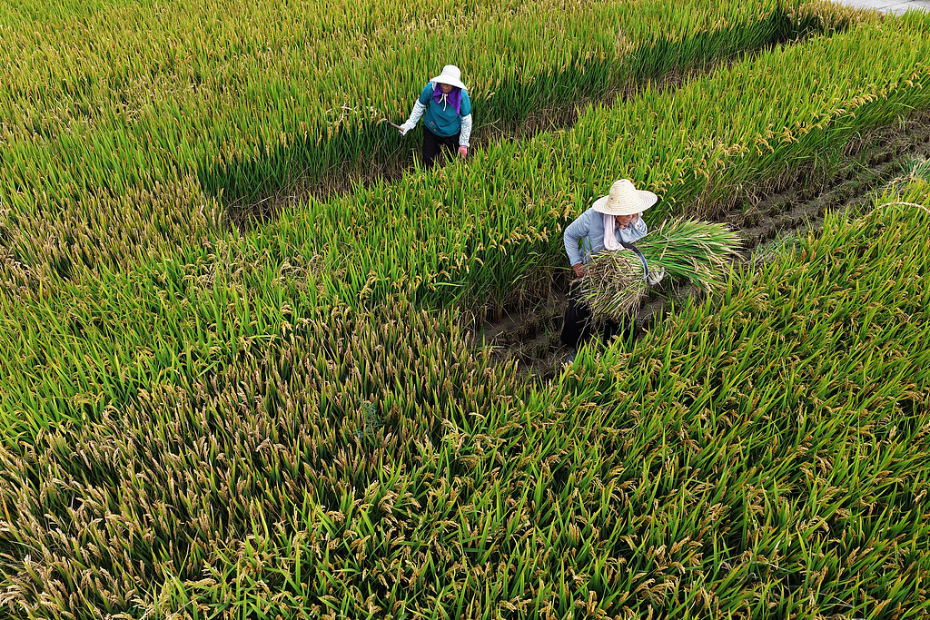 江苏扬州：农民抢抓农时开展秋收活动