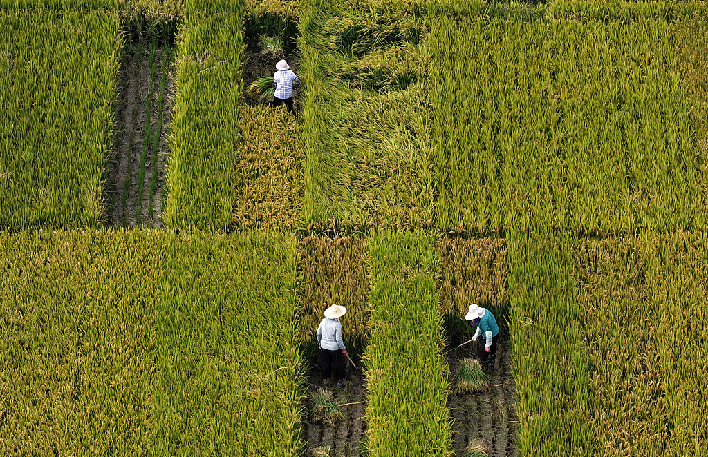 江苏扬州：农民抢抓农时开展秋收活动