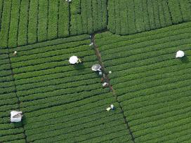 广西昭平：茶农采摘晚秋茶
