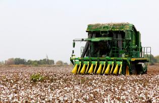 新疆沙湾：采棉机在棉田里作业