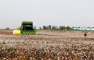 新疆沙湾：采棉机在棉田里作业