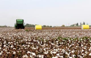 新疆沙湾：采棉机在棉田里作业