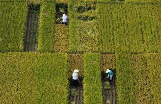 江苏扬州：农民抢抓农时开展秋收活动