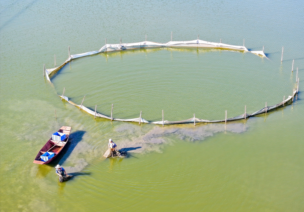 四川华蓥：养殖人员蟹塘捕捞大闸蟹