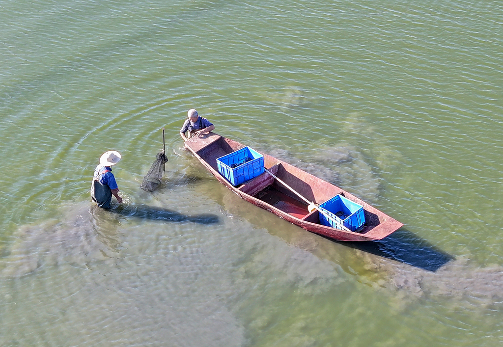 四川华蓥：养殖人员蟹塘捕捞大闸蟹