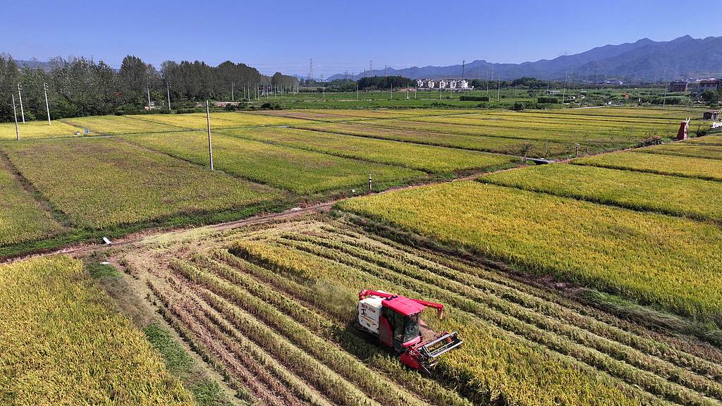 浙江义乌：单季晚稻开镰收割