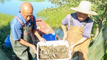 四川华蓥：养殖人员蟹塘捕捞大闸蟹
