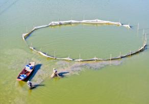 四川华蓥：养殖人员蟹塘捕捞大闸蟹