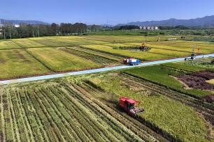 浙江义乌：单季晚稻开镰收割