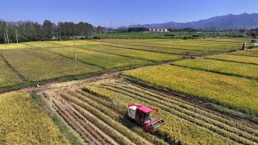 浙江义乌：单季晚稻开镰收割