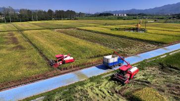 浙江义乌：单季晚稻开镰收割