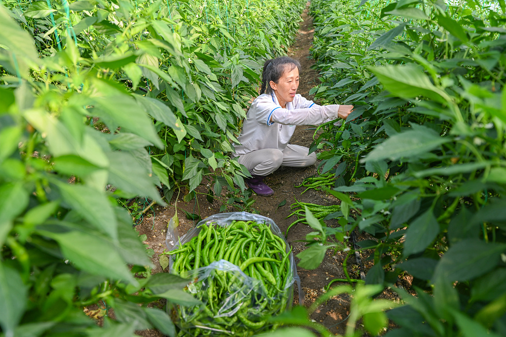贵州黔东南：村民在大棚采摘青椒