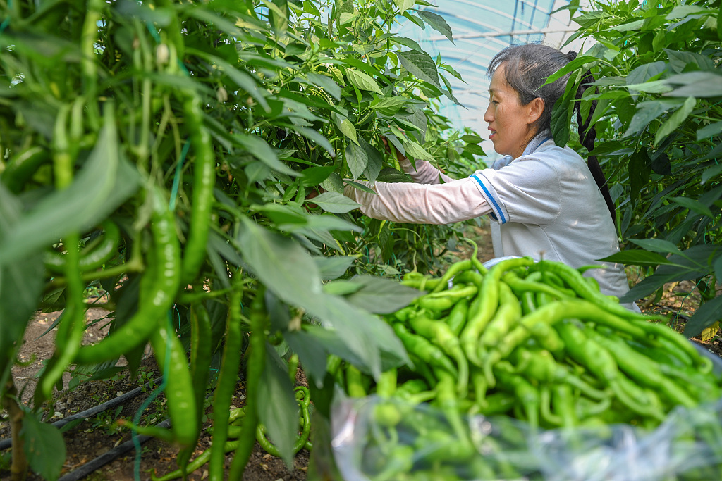 贵州黔东南：村民在大棚采摘青椒