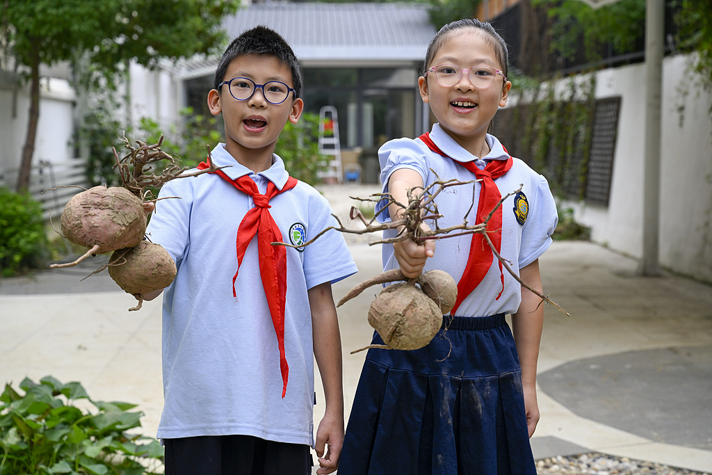 安徽合肥：小学生校园农场采摘山芋