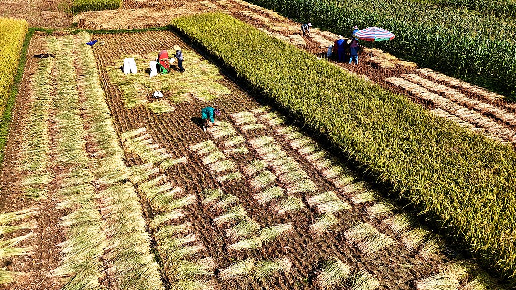 广西来宾：农民抢抓晴好天气抢收稻谷