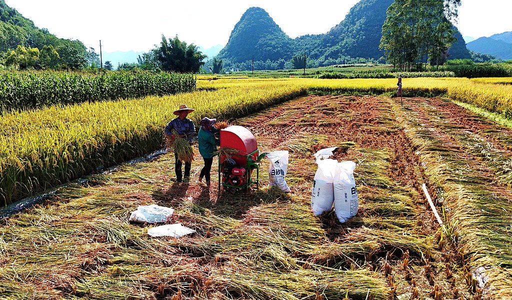 广西来宾：农民抢抓晴好天气抢收稻谷